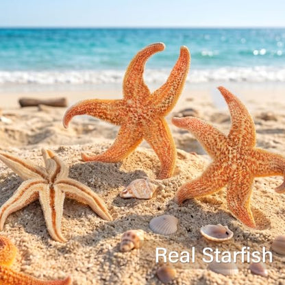 Natural Large Starfish Decor - 6 Pieces 4-5 Inches for Crafts & Beach Themes