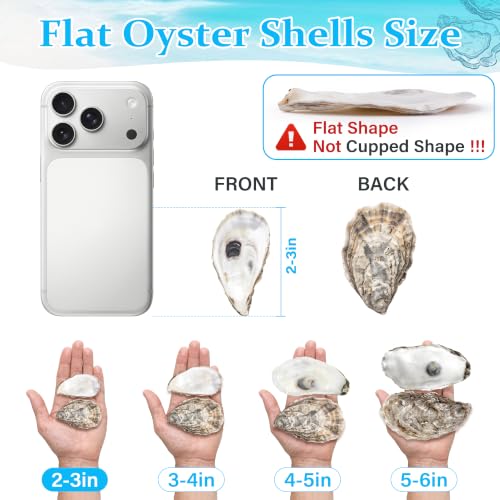 30PCS Flat Oyster Shells for Crafts 2-3 Inch Seashells Natural DIY Decor