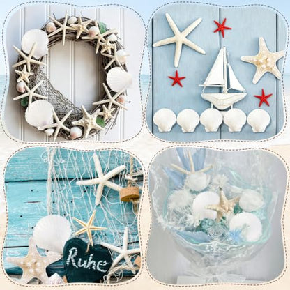 Natural Seashells for Crafts - 20 Pieces 2-3 Inch Ocean Decor Supplies