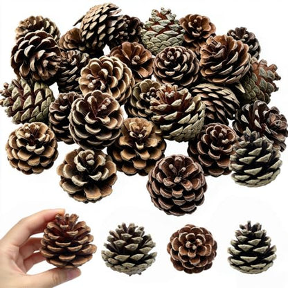 Natural Pine Cones Bulk Set - Rustic 2.3 Inch Decorations for Holiday & Fall