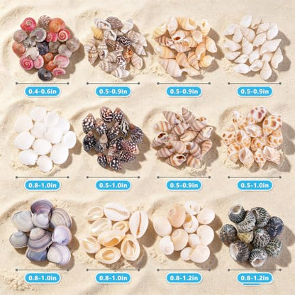 Colorful Small Seashells for Crafts - Natural Mini Ocean Shells, 1300 Pcs