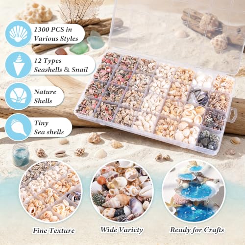 Colorful Small Seashells for Crafts - Natural Mini Ocean Shells, 1300 Pcs