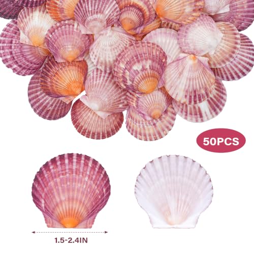Natural Seashells for Crafts - Red Scallop Shells 1.5-2.4 Inches, 50 Pack