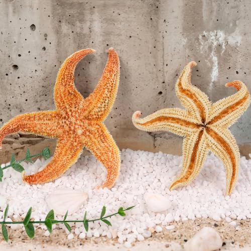Natural Large Starfish Decor - 6 Pieces 4-5 Inches for Crafts & Beach Themes