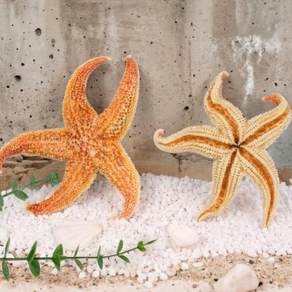 Natural Large Starfish Decor - 6 Pieces 4-5 Inches for Crafts & Beach Themes