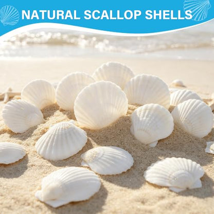 50PCS Natural Seashells for Crafts White Scallop Shells 1.2-2 Inches — Ocean Decor & DIY Projects