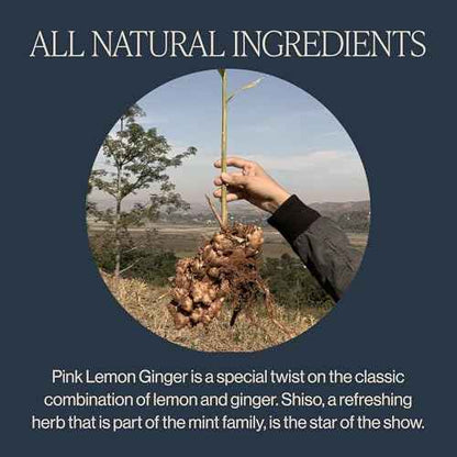 Rishi Tea Pink Lemon Ginger Herbal Tea - Organic, Caffeine Free Sachet Bags, Tangy & Naturally Sweet Botanical Blend, Enjoy Hot Or Iced - 15 Count (Pack Of 1)