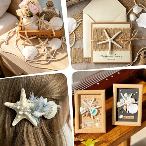 Natural Seashells for Crafts - 20 Pieces 2-3 Inch Ocean Decor Supplies