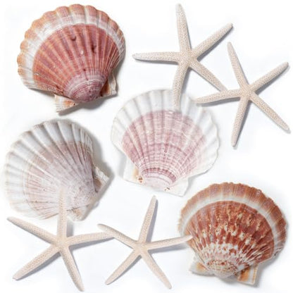 Beach Theme Coastal Decor Set with Shells and Starfish for Crafts and Weddings