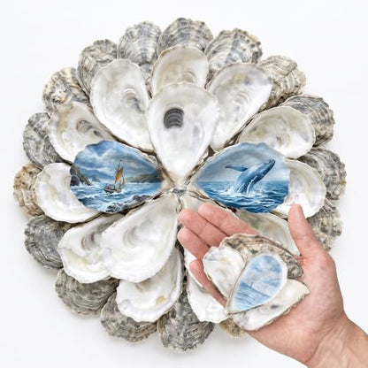 30PCS Flat Oyster Shells for Crafts 2-3 Inch Seashells Natural DIY Decor
