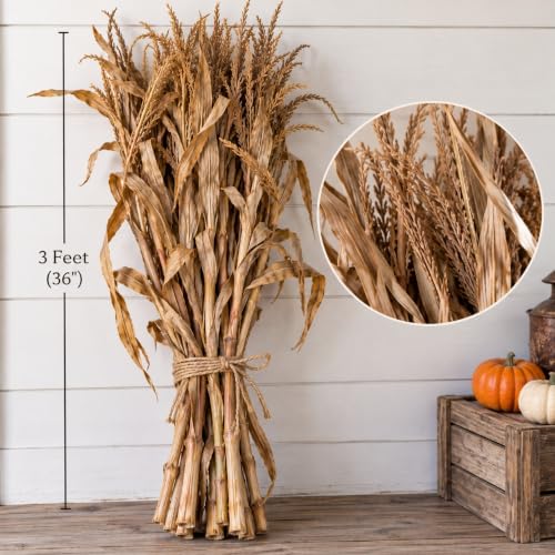 Natural Dried Corn Stalks Bundle - 3 Ft for Fall Decor & Harvest Displays