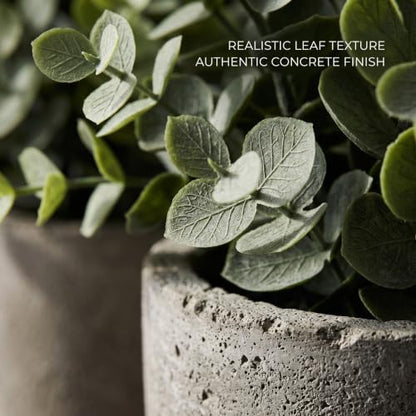 6 Pack Artificial Succulents and Eucalyptus Plants with Cement Pots for Indoor Decor