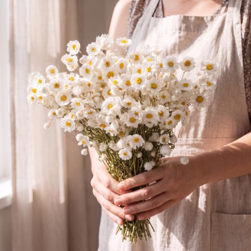 100 Pcs Dried Daisy Flowers Bouquet for Wedding Decor White - Natural & Lush