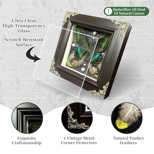 Green Banded Queen Butterfly Handmade Specimen with Natural Feathers Gift Set