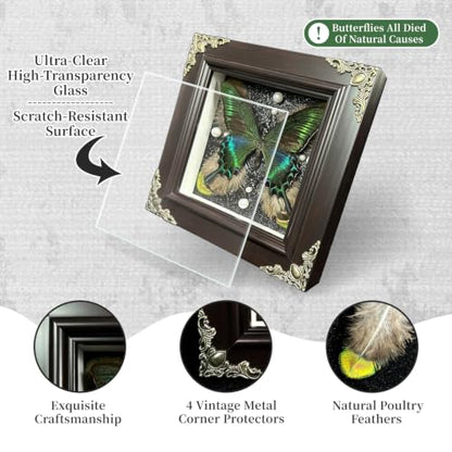 Green Banded Queen Butterfly Handmade Specimen with Natural Feathers Gift Set
