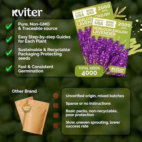 English Lavender Seeds Heirloom 2 Pack - Fragrant Herb for Garden & Aromatherapy