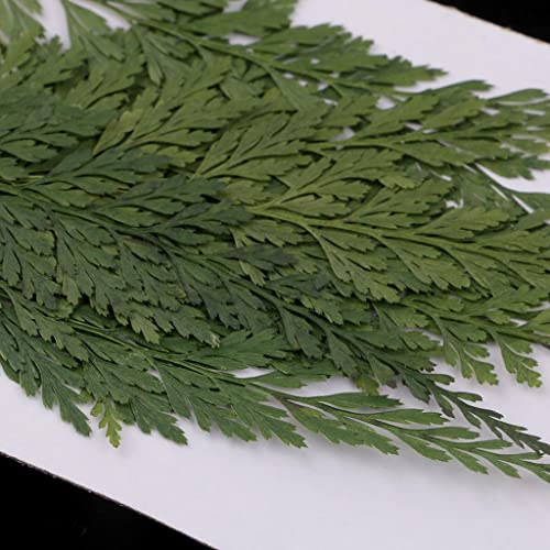12pc Dried Fern Leaves for Crafts and Home Decor - Pressed Flowers