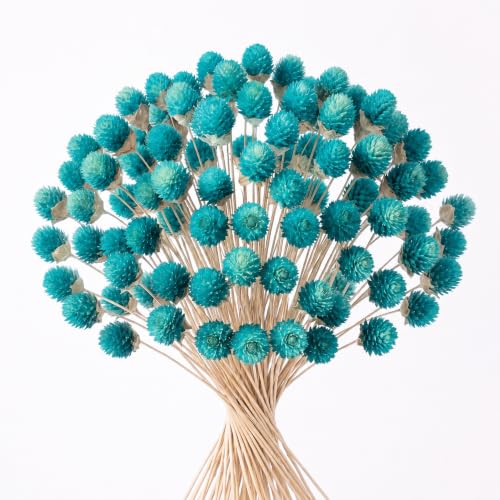 Blue Dried Globe Amaranth Flower Bouquet - 40 Stems for Wedding & Decor
