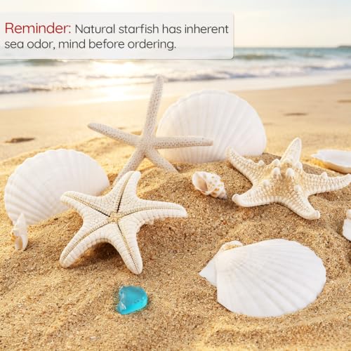 Natural Seashells for Crafts - 20 Pieces 2-3 Inch Ocean Decor Supplies