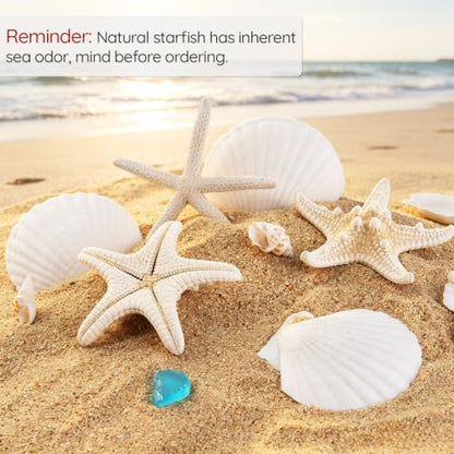 Natural Seashells for Crafts - 20 Pieces 2-3 Inch Ocean Decor Supplies