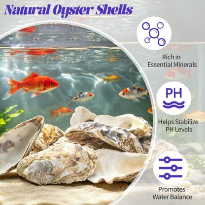 Natural Concave Oyster Shells for Crafts, Decor & Jewelry - 20PCS