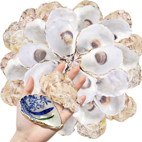 10PCS Natural Concave Oyster Shells for Crafts, Decor & DIY Projects - 3-4 Inch