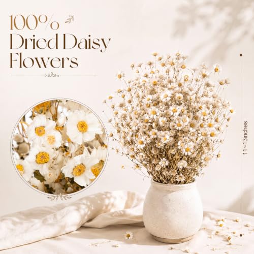 100 Pcs Dried Daisy Flowers Bouquet for Wedding Decor White - Natural & Lush