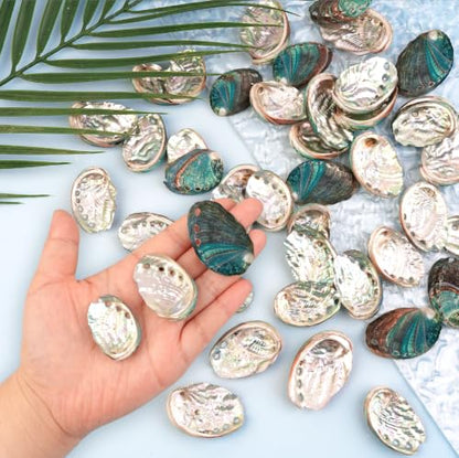Natural Abalone Shells Set - 60 Small Iridescent Sea Shells for Crafts & Decor
