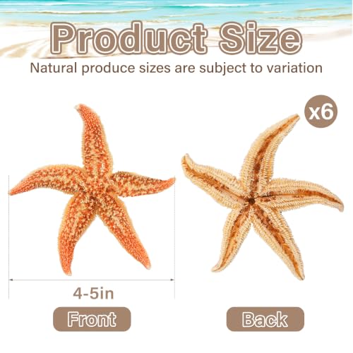 Natural Large Starfish Decor - 6 Pieces 4-5 Inches for Crafts & Beach Themes
