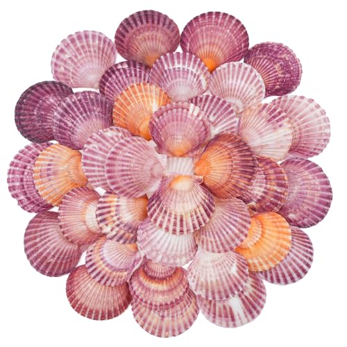Natural Seashells for Crafts - Red Scallop Shells 1.5-2.4 Inches, 50 Pack