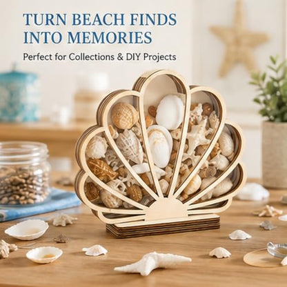 Wooden Seashell Shadow Box Display Stand Coastal Decor