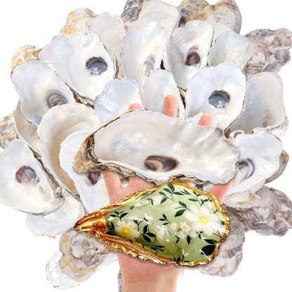 Natural Concave Oyster Shells for Crafts, Decor & Jewelry - 20PCS