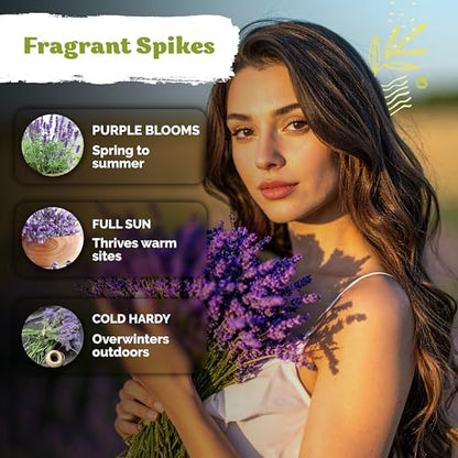 English Lavender Seeds Heirloom 2 Pack - Fragrant Herb for Garden & Aromatherapy