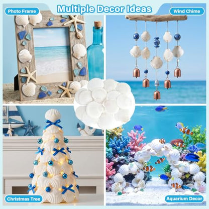 50PCS Natural Seashells for Crafts White Scallop Shells 1.2-2 Inches — Ocean Decor & DIY Projects