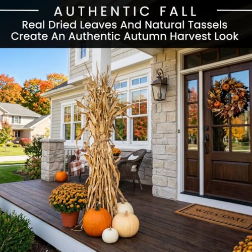 Natural Dried Corn Stalks Bundle - 3 Ft for Fall Decor & Harvest Displays