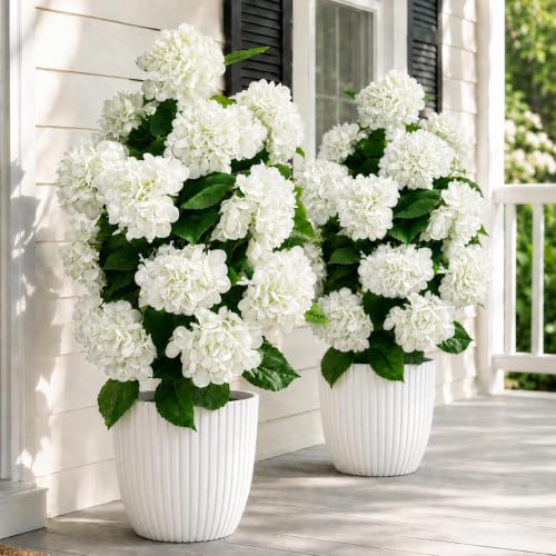 Artificial Hydrangea Tree Potted - White Hydrangea, Full & Weather-Resistant