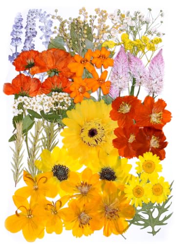 Fall Dried Pressed Flowers for Crafts - Harvest Variation, 15 Types