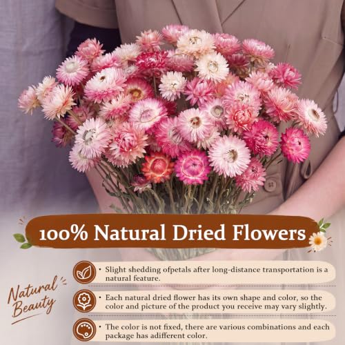 40 Pcs Natural Dried Daisy Flower Bouquet with 11.5" Stems - Pink