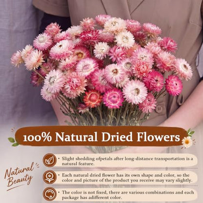 40 Pcs Natural Dried Daisy Flower Bouquet with 11.5" Stems - Pink