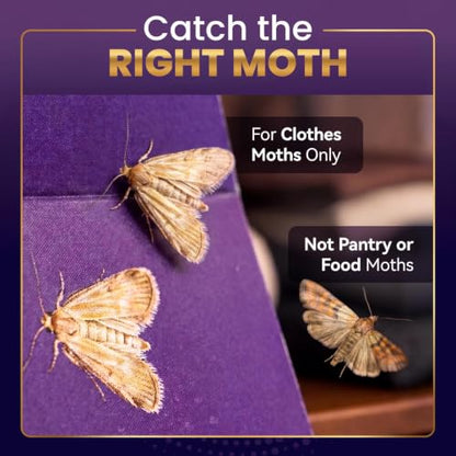 Clothes Moth Pheromone Traps 6 Pack - Sticky Monitoring for Wardrobe & Closet