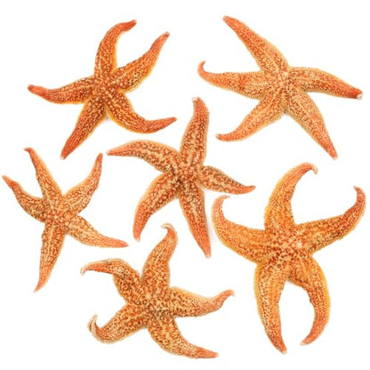 Natural Large Starfish Decor - 6 Pieces 4-5 Inches for Crafts & Beach Themes