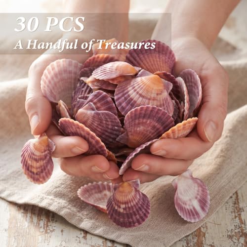 Natural Pink Scallop Shells for Crafts and Home Decor - 30 Pieces, 2-3 Inch