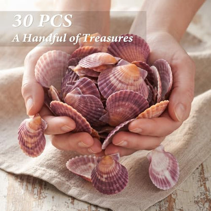 Natural Pink Scallop Shells for Crafts and Home Decor - 30 Pieces, 2-3 Inch