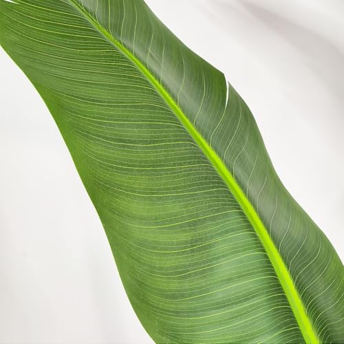 Bird of Paradise Artificial Plant 5ft Tall with White Planter - Fake Tropical Tree for Indoor Decor