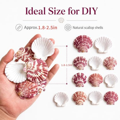 Natural Red Scallop Seashells - 60+ Pieces for Coastal Decor & Crafts