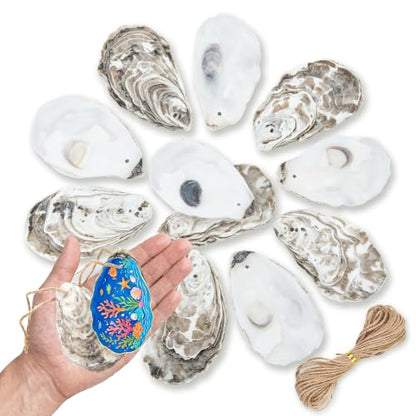 3-4 Inch Flat Oyster Shells for Crafts Seashells Pack of 30