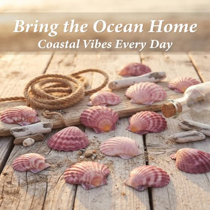 Natural Pink Scallop Shells for Crafts and Home Decor - 30 Pieces, 2-3 Inch