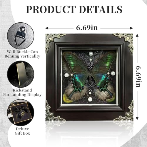 Green Banded Queen Butterfly Handmade Specimen with Natural Feathers Gift Set