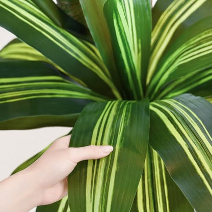 6FT Artificial Dracaena Tree with 3 Thick Trunks and Realistic Foliage