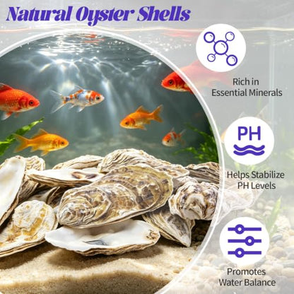 Natural Flat Oyster Shells 4-6 Inches for Crafts and Decor - Set of 20